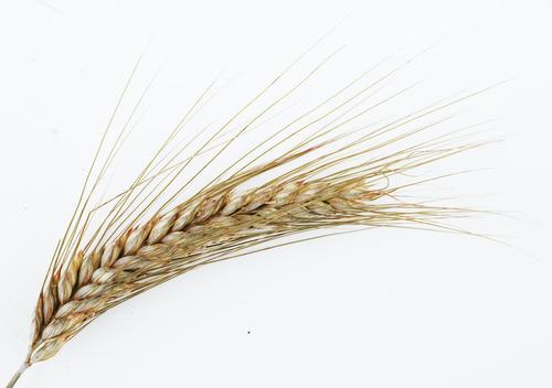 Источник сообщил РИА Новости, что риск срыва зерновой сделки остается, но есть надежда на решение