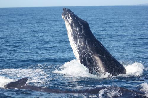 Поющие горбатые киты реагируют на шум ветра, но не реагируют на двигатели лодок