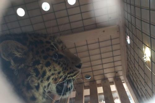 В хабаровском аэропорту досмотрели леопарда
