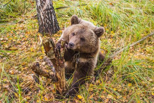 В Алтайском заповеднике появился новый подопечный медвежонок-сирота