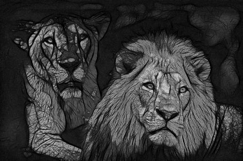 Сразу шесть львов были убиты пастухами в Кении