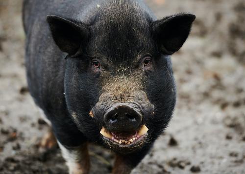 Хозяина свиньи, от укуса которой умер человек, признали невменяемым 