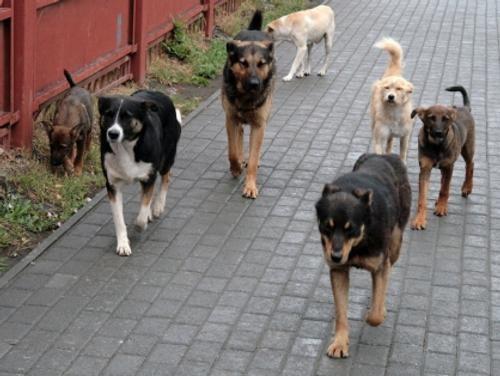  В РФ собираются штрафовать за укусы домашних животных