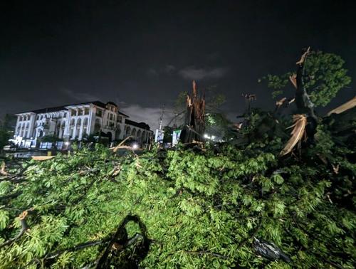 Сьерра-Леоне потеряла историческое дерево, символ свободы, во время ливня