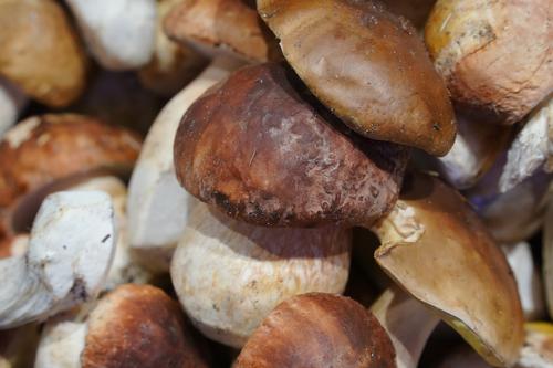 Ученый объяснил, почему из уральских лесов исчезли грибы