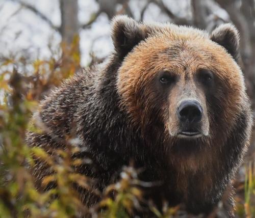 Финский пограничник «столкнулся» с медведем