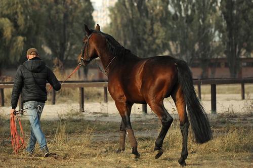 В России мошенники увели коня у бизнесменки