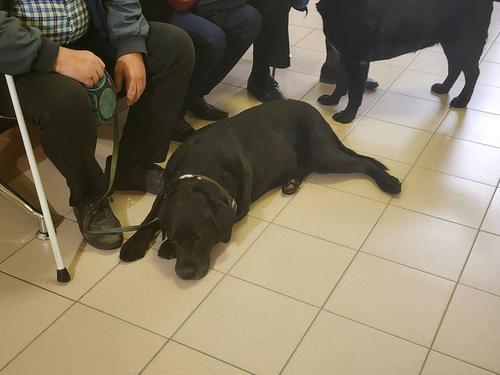 Собакам-поводырям разрешили ездить в петербуржском метро без намордника