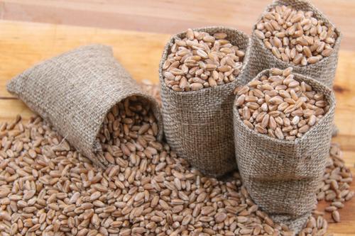 Врио главы ДНР Пушилин сообщил, что порт Мариуполя начали использовать для вывоза зерна