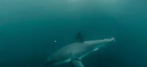 Самые драматические случаи нападения акул на человека
