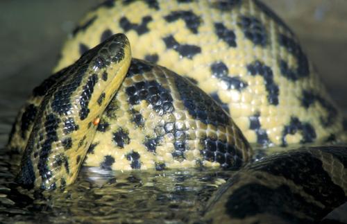 На реке Миасс палеонтологи Урала и Сибири обнаружили позвонок морской змеи и кусочек панциря черепахи