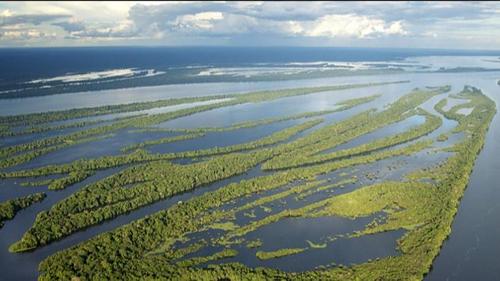 Крупнейшему в мире тропическому лесу предрекли исчезновение