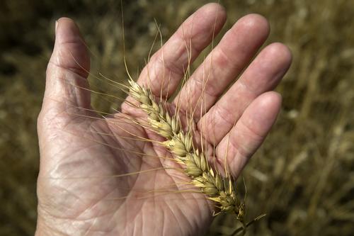 Постпред России в Женеве Гатилов: сделка по вывозу зерна с Украины давно выродилась в коммерческий проект