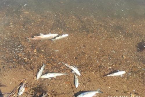 Прокуратура проверит массовую гибель рыбы в Хабаровском крае