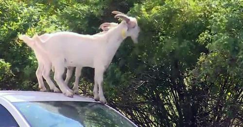 В Керчи на припаркованные машины запрыгивают козлы, чтобы достать до листьев