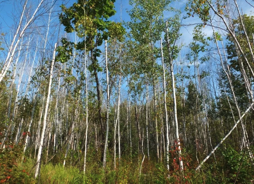 В Хабаровском крае запретили ходить в лес