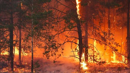 В Хабаровском крае ввели межрегиональный режим ЧС из-за лесных пожаров