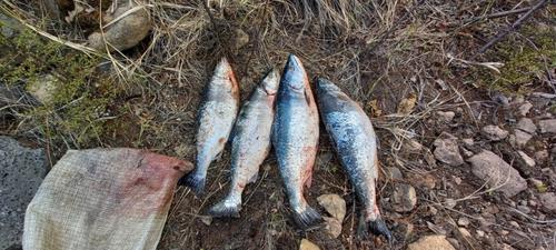 Рыбак из Хабаровского края может лишиться свободы на два года за четыре рыбы