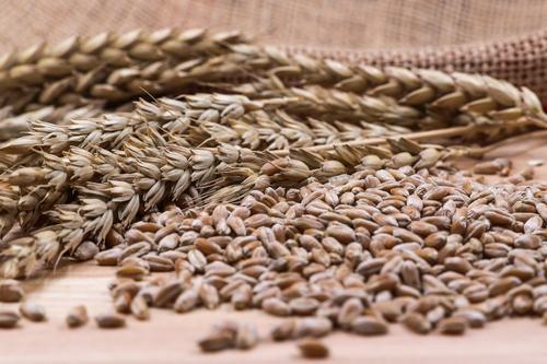 Сразу после объявления о прекращении действия зерновой сделки фьючерсы на пшеницу в Чикаго выросли на 4,2%