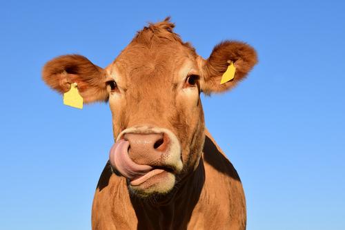 В Британии предложили кормить коров нарциссами из-за проблемы с газами 