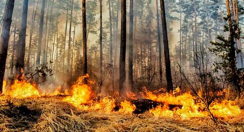 В Хабаровском крае площадь пожаров выросла до 181,7 тысяч гектаров
