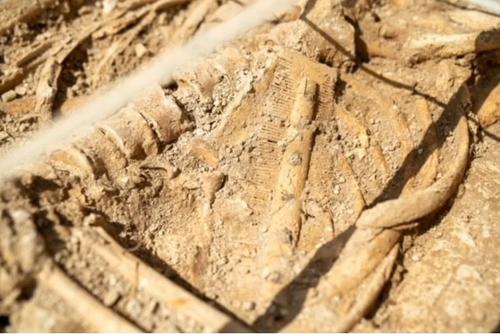 Военные археологи обнаружили «самую богатую могилу в этом году» на Англосаксонском кладбище