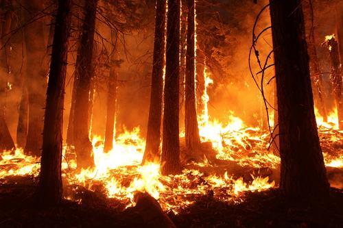 Масштабные лесные пожары 2023 