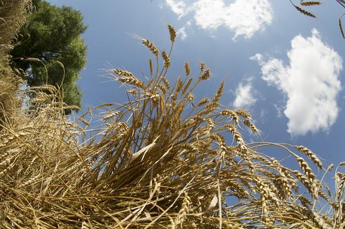 Политолог Марков: США, Британия и ЕС срывают зерновую сделку и не хотят отказаться от блокировки российской части соглашения