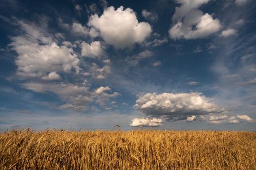 Госдепартамент: США хотят, чтобы Россия разъяснила, что ей нужно в обмен на возобновление сделки по вывозу зерна с Украины