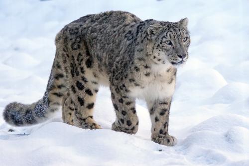 В Саяно-Шушенском заповеднике фотоловушки зафиксировали котят снежного барса