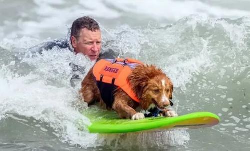 В США завершился чемпионат мира по серфингу среди собак