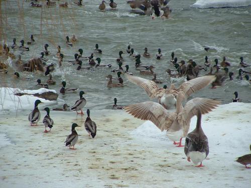Птичий ботулизм обнаружен на озере Туларе в Калифорнии