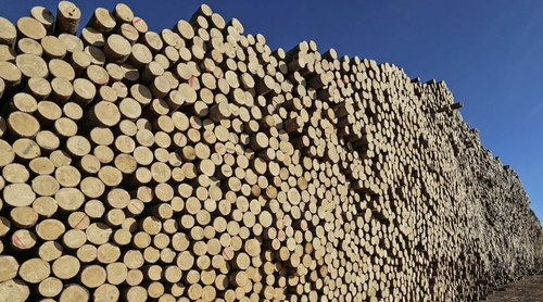Глава хабаровской фирмы не заплатил 16 млн рублей за вывоз леса