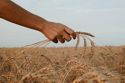 Посол в Турции Ерхов: РФ прорабатывает с партнерами альтернативы зерновой сделке