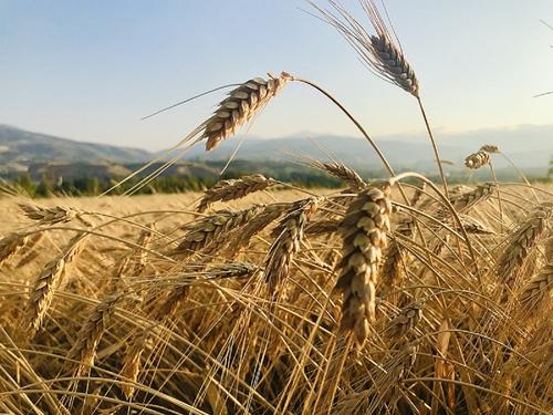 Star: Турция рассчитывает на возобновление зерновой сделки без альтернативы 