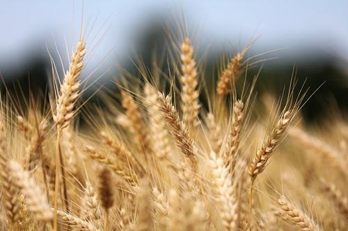 Reuters: Индия договаривается с Россией об импорте крупной партии пшеницы