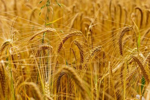 Азаров: Украина ослабила юг Одесской области в целях обвала цен на зерно