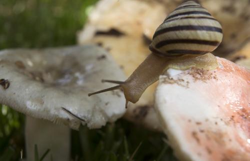 В год грибами травятся 10 тыс. россиян