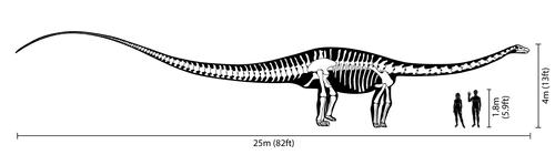 Впервые останки дикреозаврида-зауропода обнаружены в Индии
