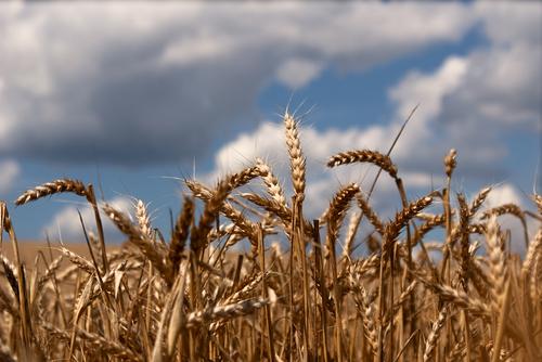 Министр Телус: пять стран ЕС требуют продлить запрет импорта украинского зерна