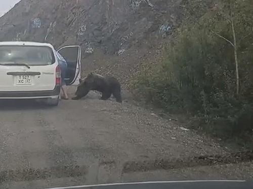 Водитель в Хабаровском крае кормил с рук медведя на трассе