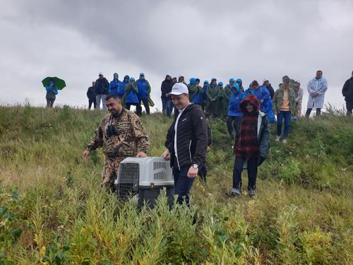 Волонтеры выпустили краснокнижных лебедей в заказнике Челябинской области