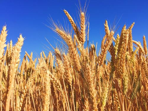 Лидеры G20 призвали к полному выполнению сделки по вывозу зерна с Украины