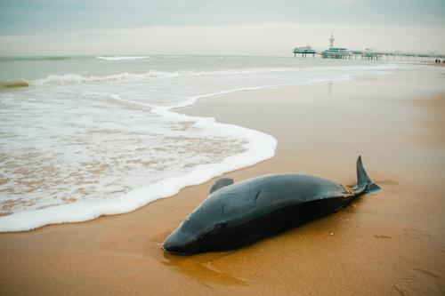 Столкновения китов, дельфинов и акул с кораблями влияют на сокращение популяций 
