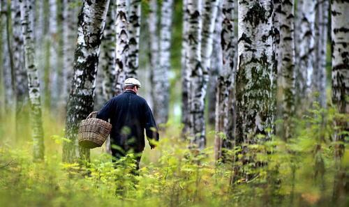 В Хабаровском крае пропали два грибника