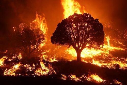 Guardian: лесные пожары увеличили желание Гавайев отделиться от США