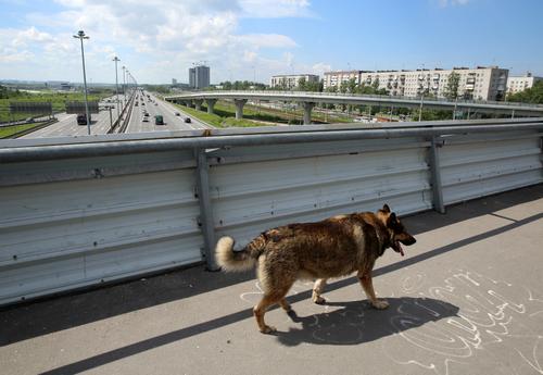 Хозяева четыре года держали собаку в багажнике авто в Петербурге 