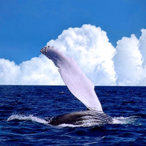 Что известно о таинственной Китовой Аллее на острове Итырган