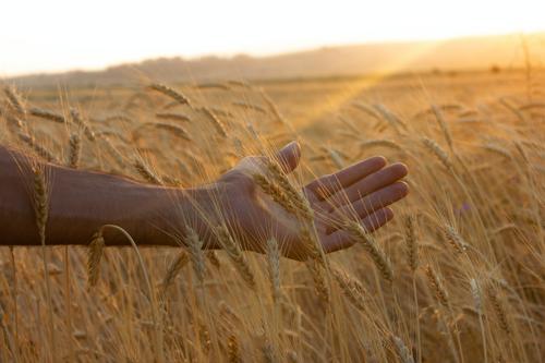 Россия снова стала лидером по поставкам пшеницы на мировой рынок