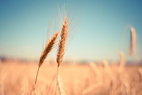 В России урожай зерна приблизится к рекорду